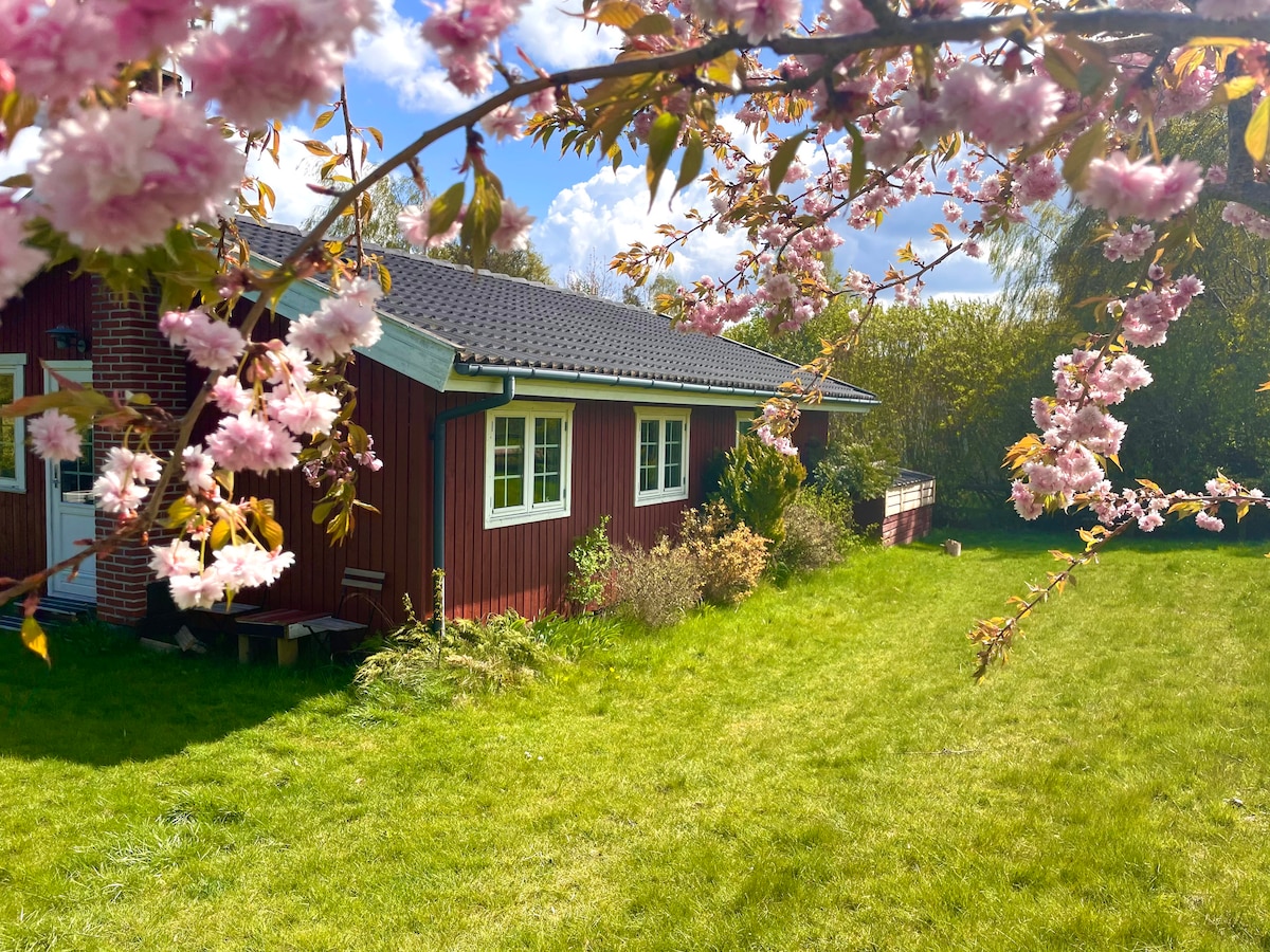A red summer house is set against a backdrop of lush green grass and wild garden. Delicate pink cherry blossoms frame the image, adding a touch of nature. Large windows enhance natural light, showcasing the inviting exterior in a serene landscape.