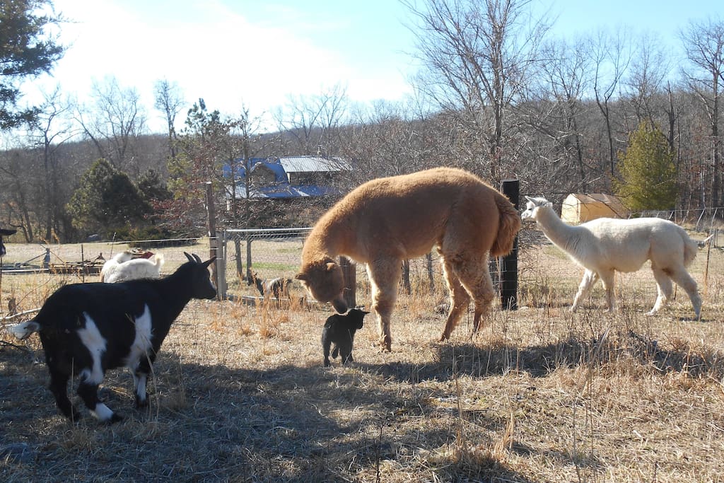 We raise goats and alpacas