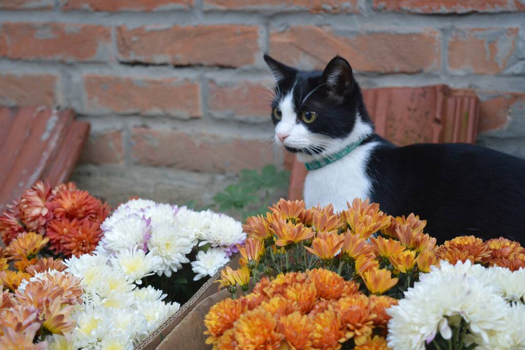 Our kitten Mia is quite a gardener! She's always happy to pick and destroy flowers!