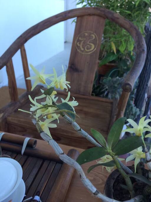 廊道上的花草需要入住者精心呵护,你听海休憩感觉倍增