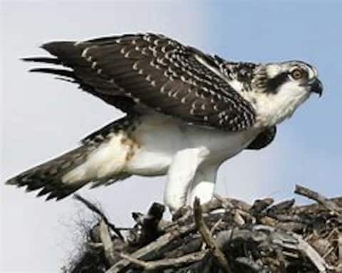 The Osprey Nest