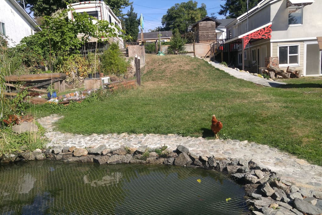 The view from our koi pond.