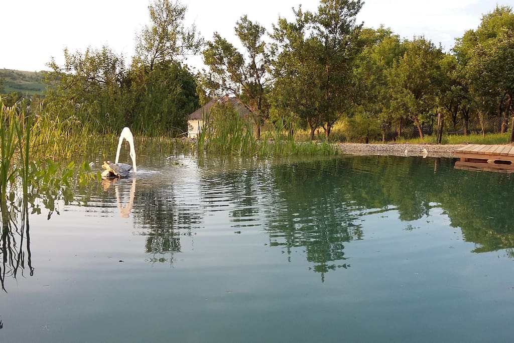 NEW realised in July 2016 a natural swimming pond