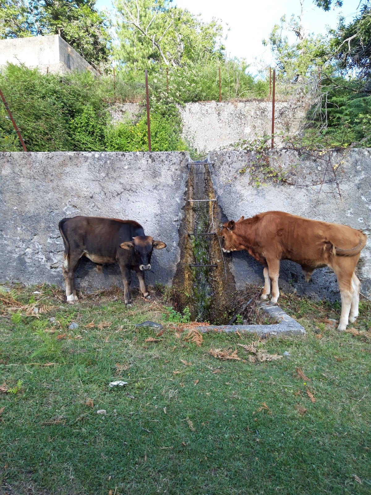 Two cows are positioned near a small stream that flows through a stone channel. The cows, one brown and one black, stand on grassy ground with a stone wall and greenery in the background. The scene conveys a serene rural environment.