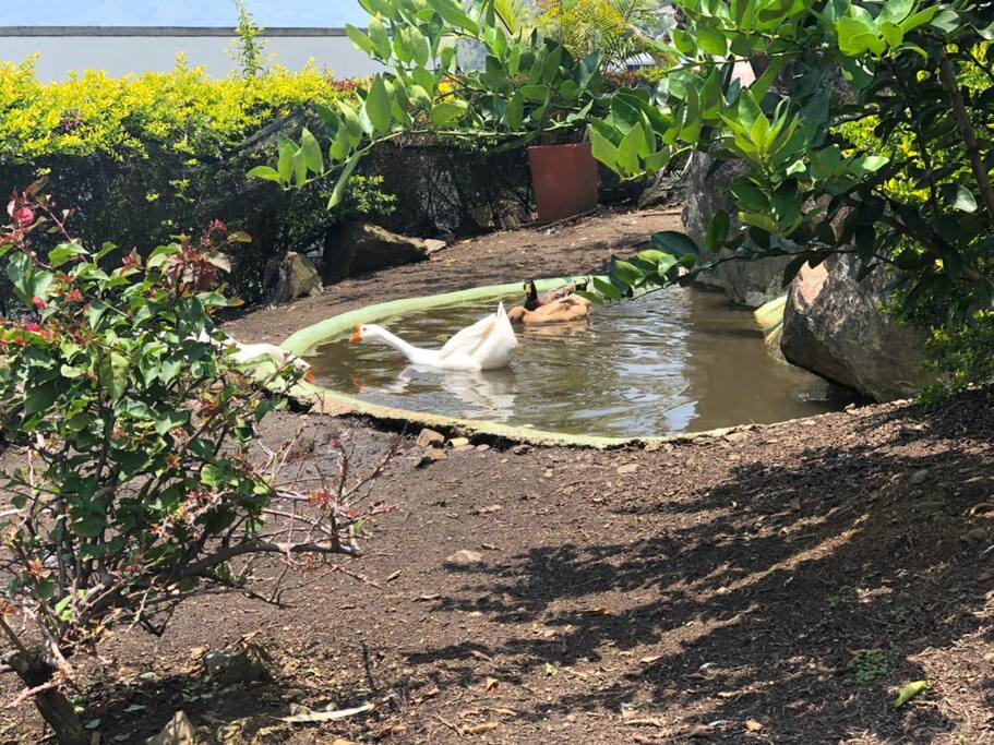 Small Pond.