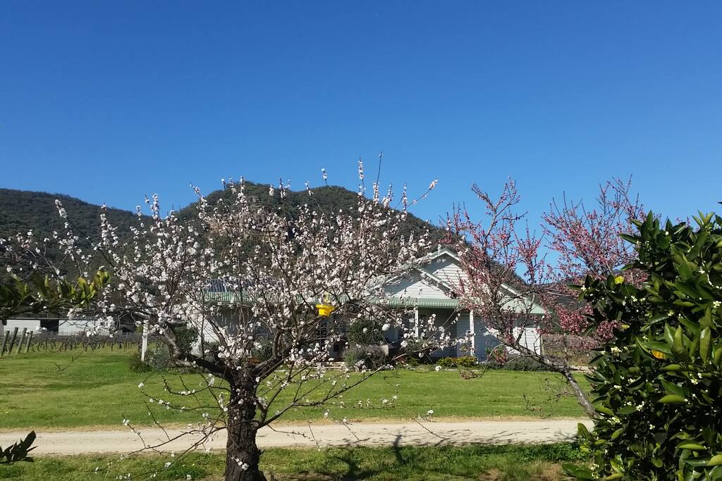 View from the Orchard