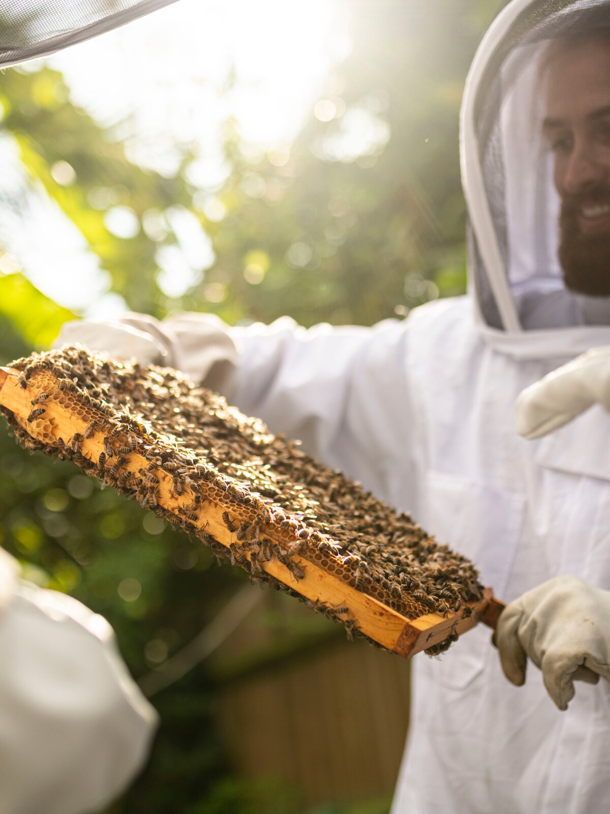 Honey Bee Therapy