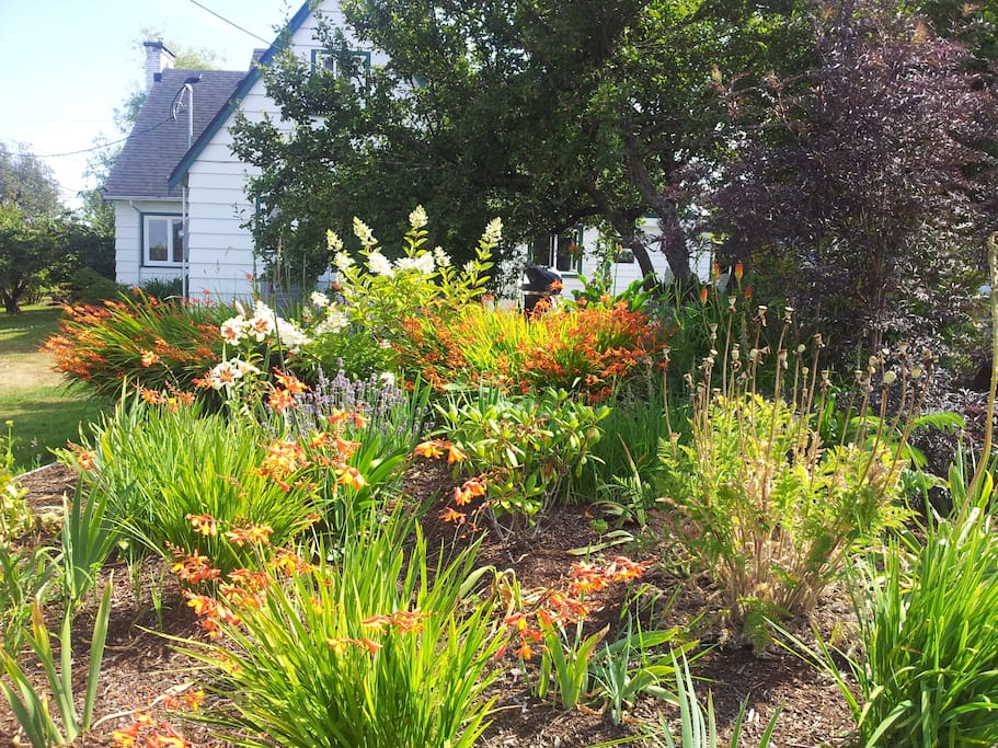 Back Garden