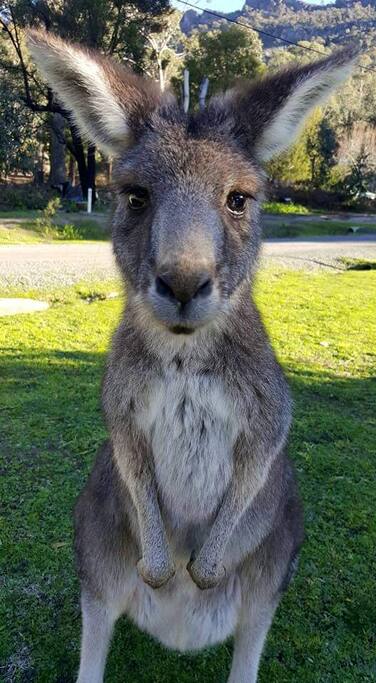 OUR FURRY NEIGHBOURS LOVE GETTING CLOSE AND PERSONNEL