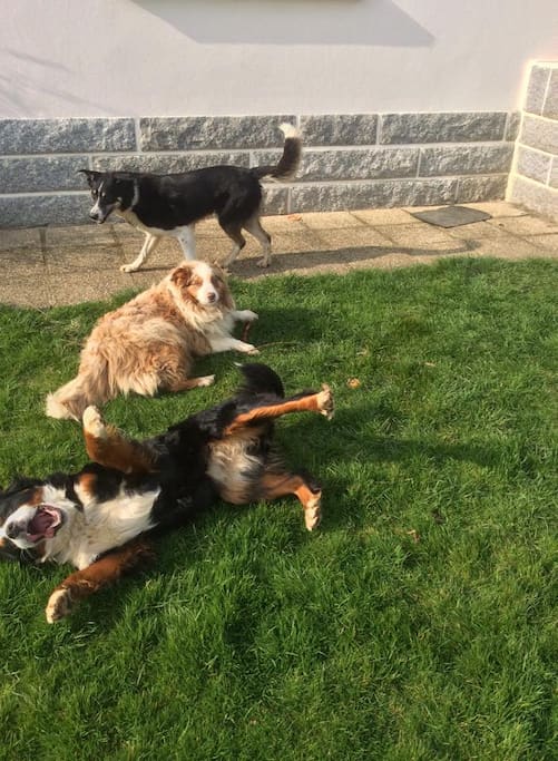 Grizzly, Ipad et Alto vous attendent avec impatience :) :)