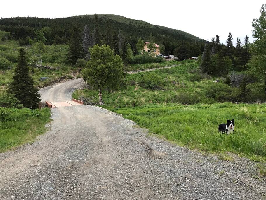 Our driveway with a bridge over the creek that runs through our property. Our Border Collie, Mackey, and the house and WeatherPort at the top.