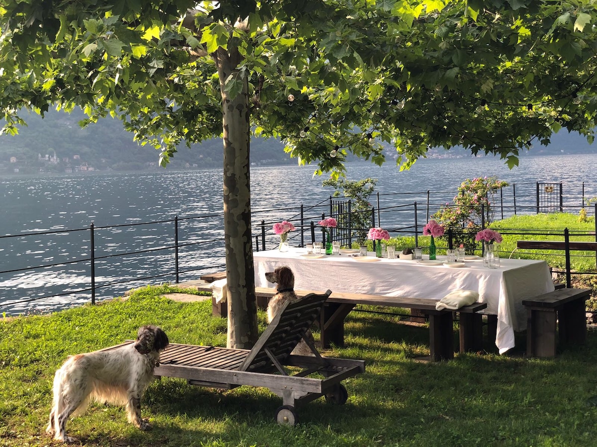 A serene lakeside setting features a long table adorned with flowers, surrounded by wooden benches. Two dogs sit peacefully nearby, framed by lush greenery and a tranquil lake, enhancing the outdoor dining experience. A gentle breeze stirs the tablecloth under the shade of a large tree.