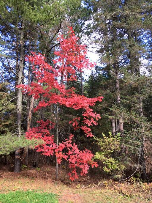 Beautiful fall colors