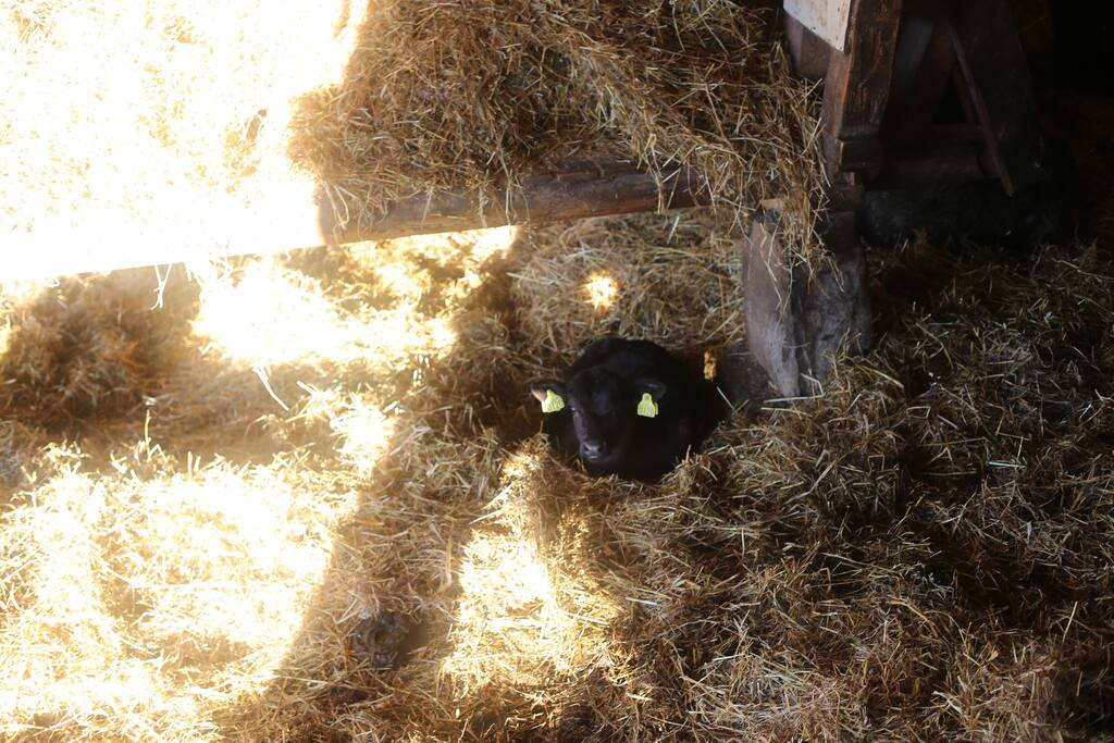 or meet the cows..