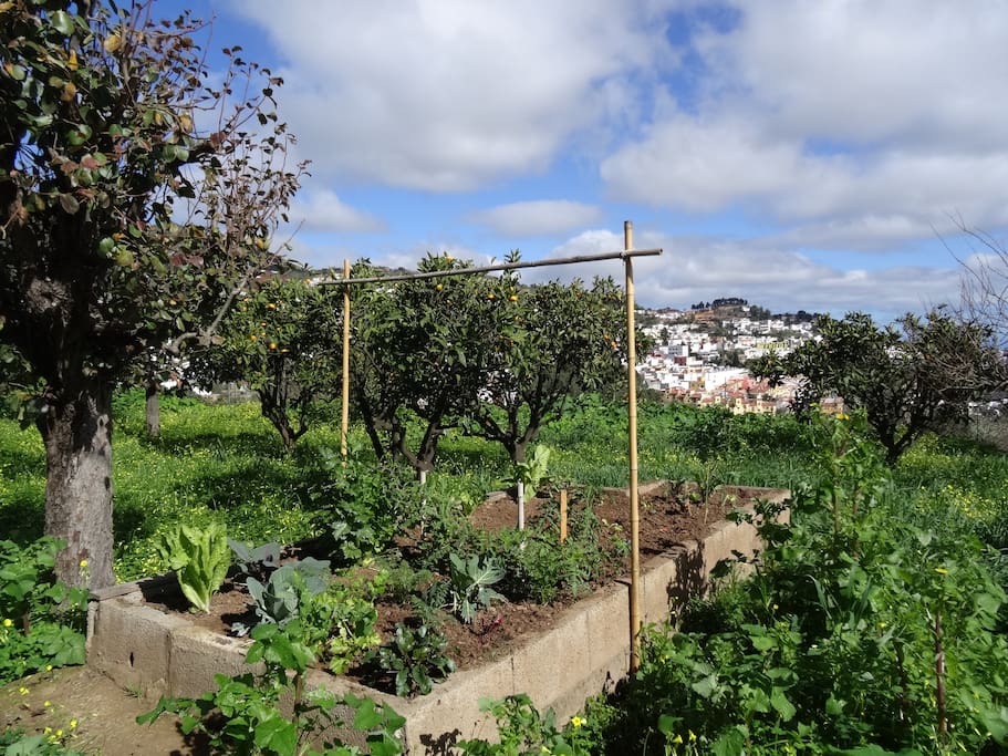 View of the orchard