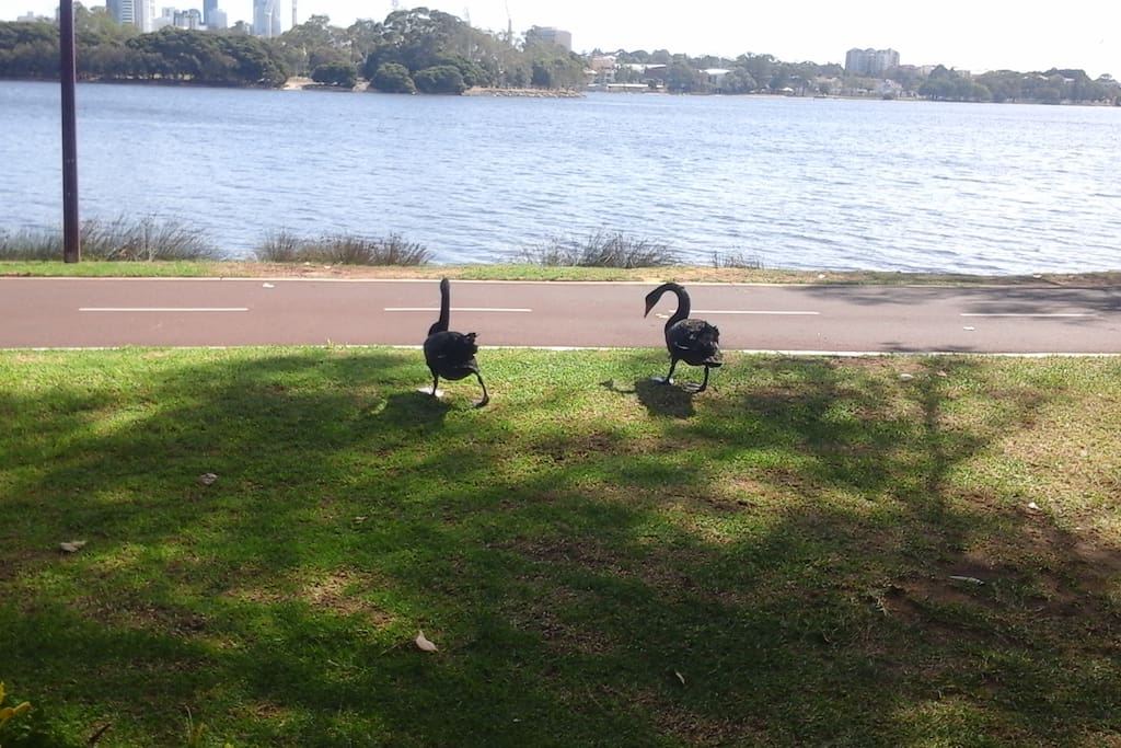 Black Swans on lake gnangara