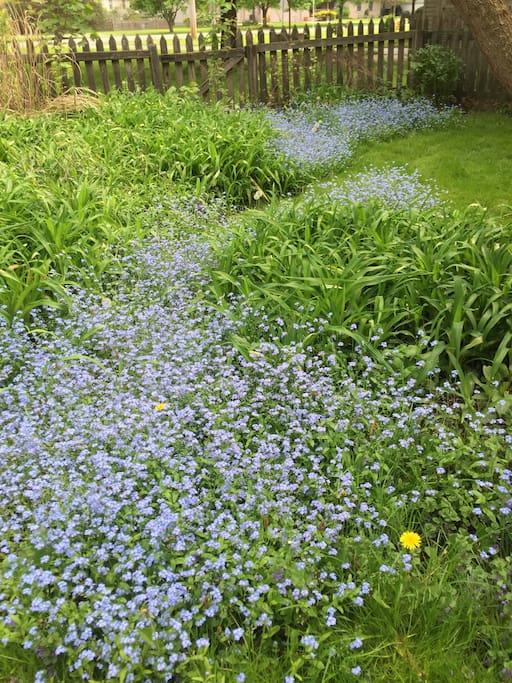 Babies Breath in bloom