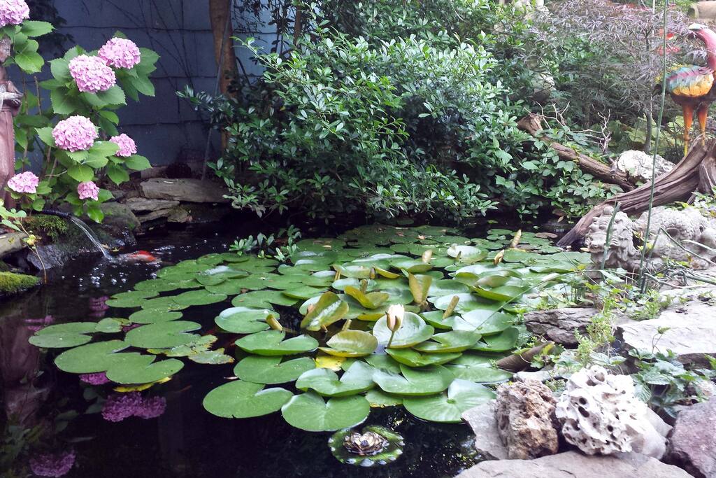 Pond in back yard