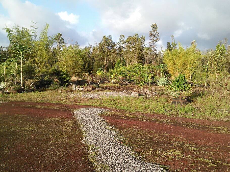 driveway and yard