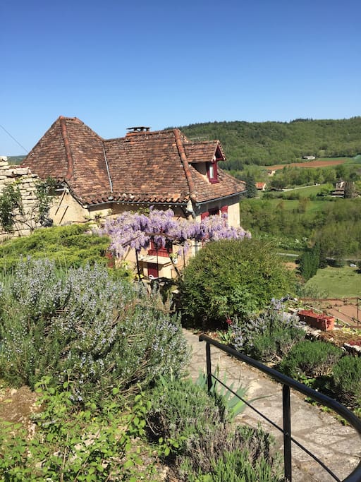 garden path to house with wisteria and rosemary in loom