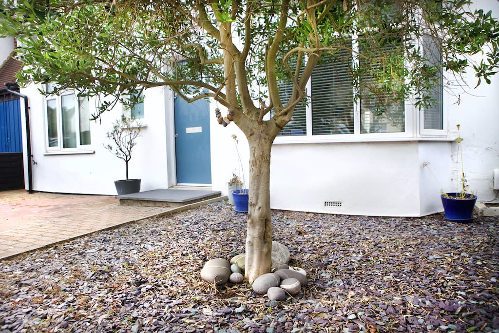 Olive tree and drive at front of house