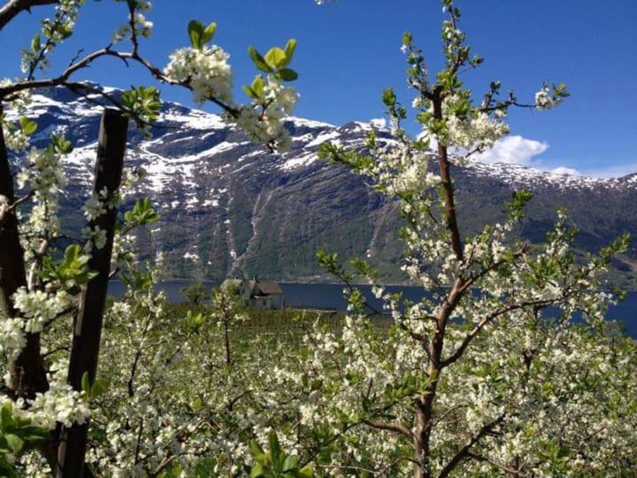 blossom time