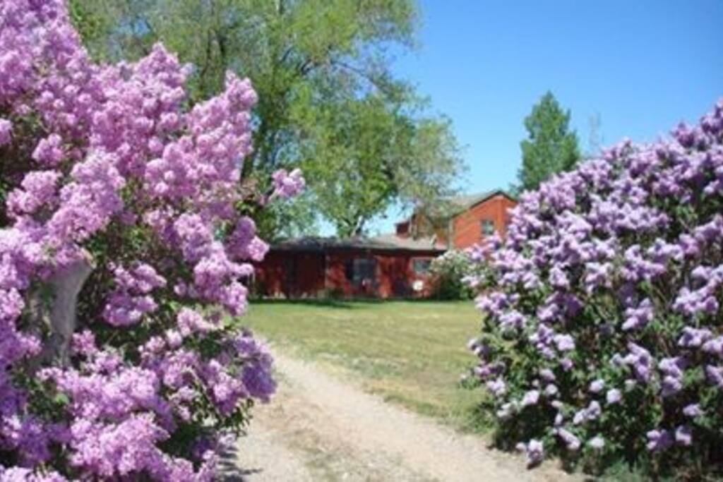 April is lilac season
