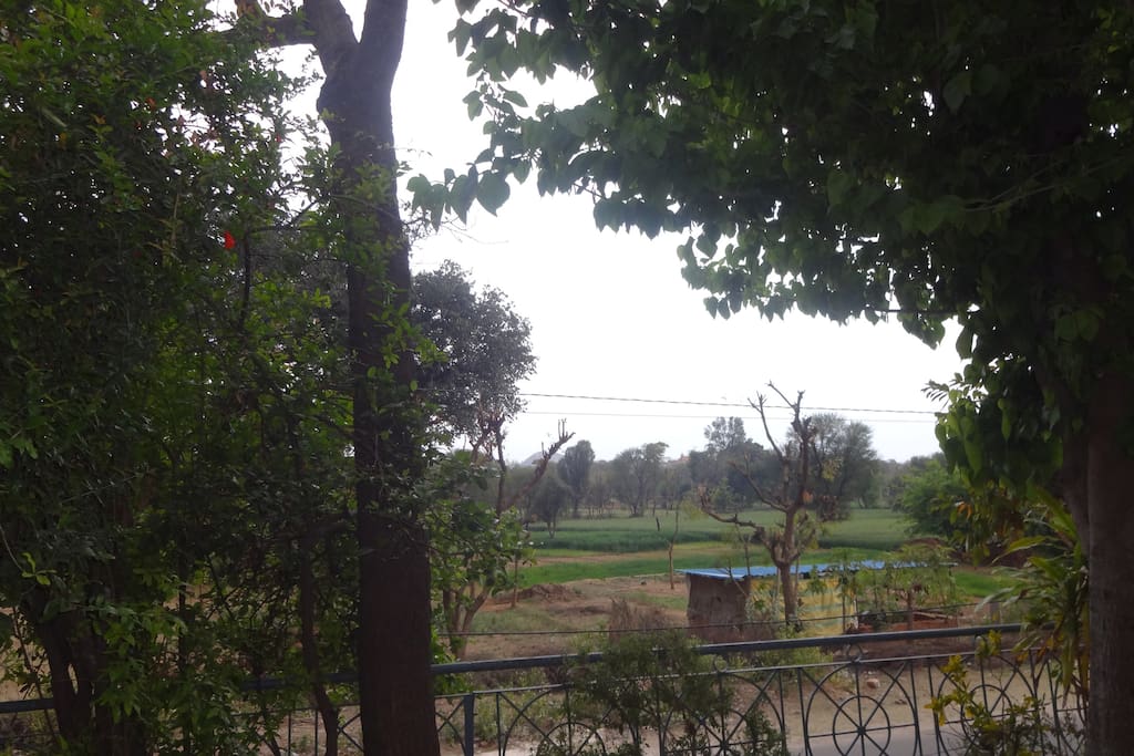 View from the house