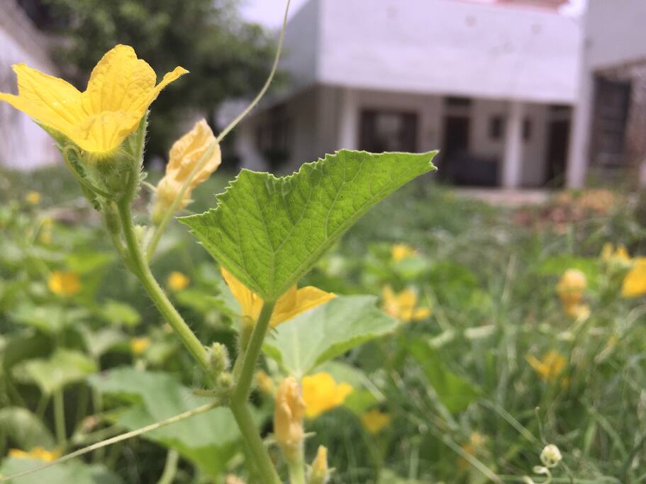 Kitchen Garden