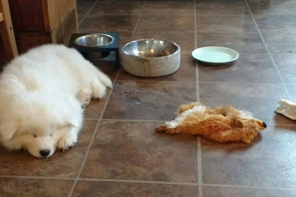 Saku, le nouveau membre de la famille :)