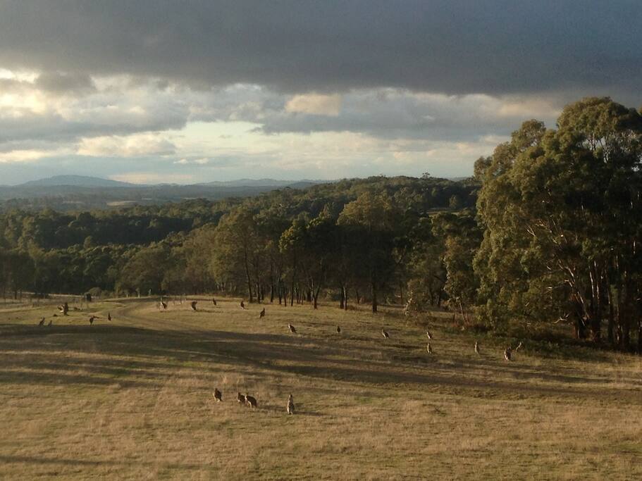 Roos out late in the afternoon