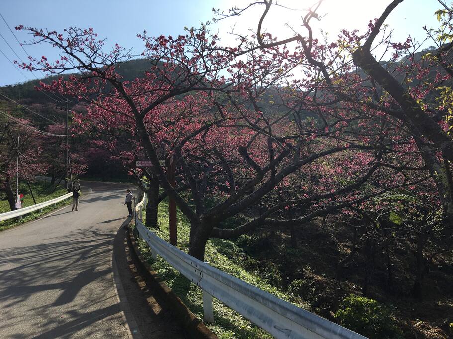 Cherry Blossom (Mid Jan-Feb)