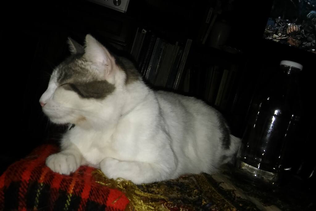 Bestia, la mascota de la casa.