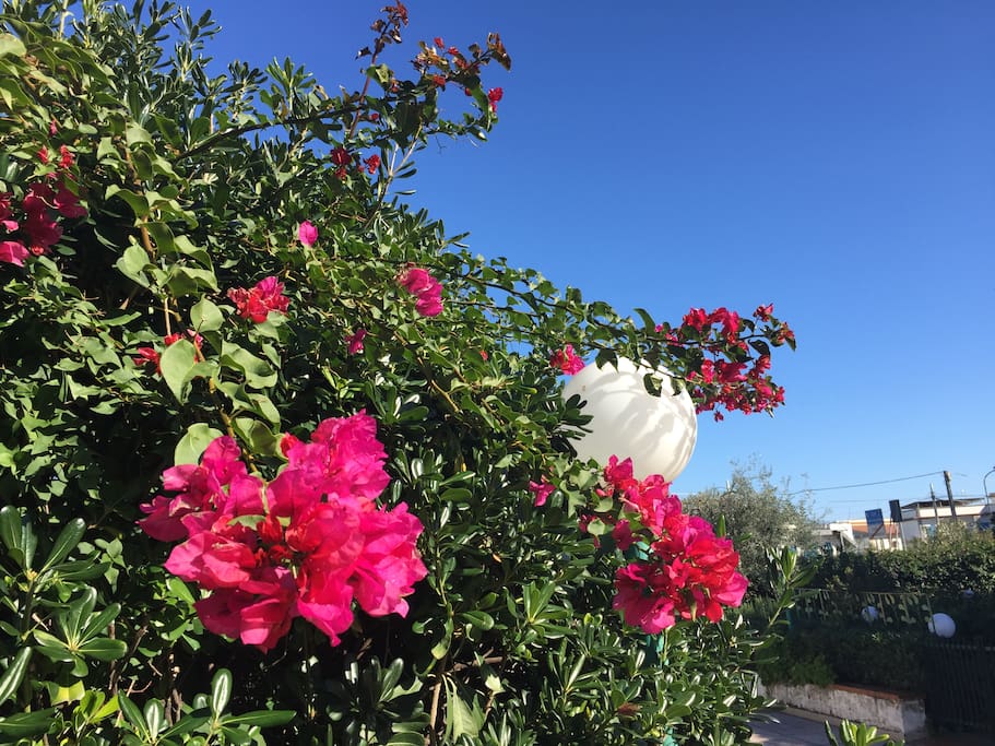 giardino