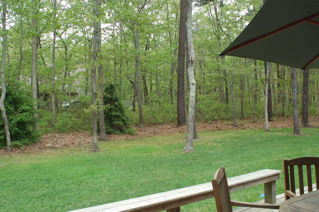The back yard, great for ball games. The trees are very full during the summer.