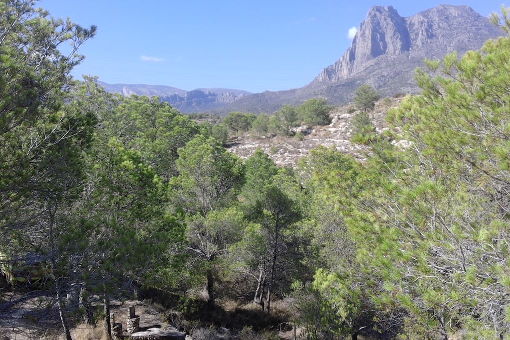 Caravane située dans une pinède classée "zone verte"