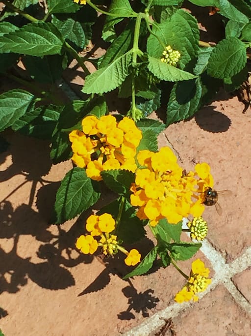 Lantana