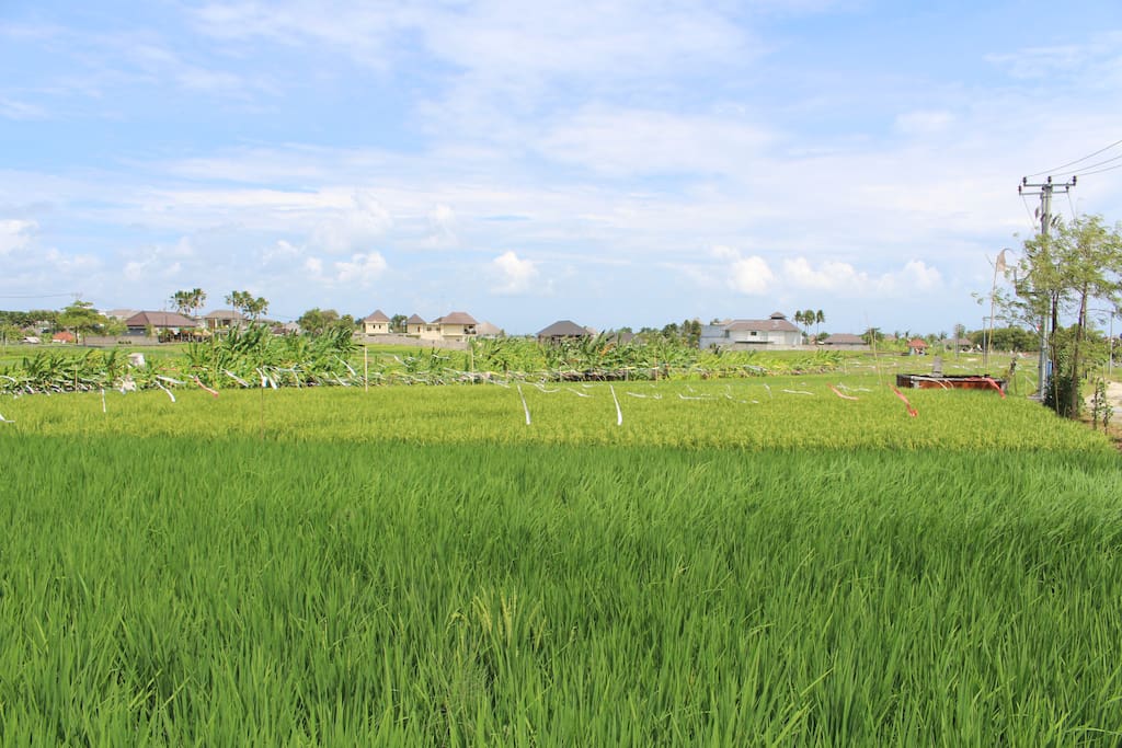 A sea of rice paddies are about 10 meters in front of our location.