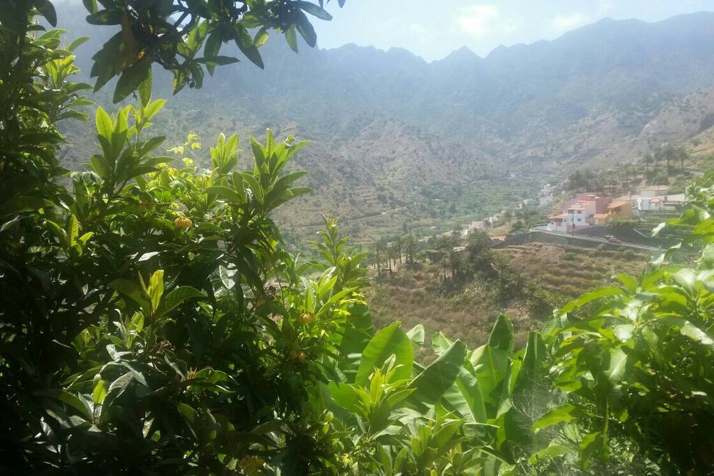Naranjos y plataneras en la huerta.