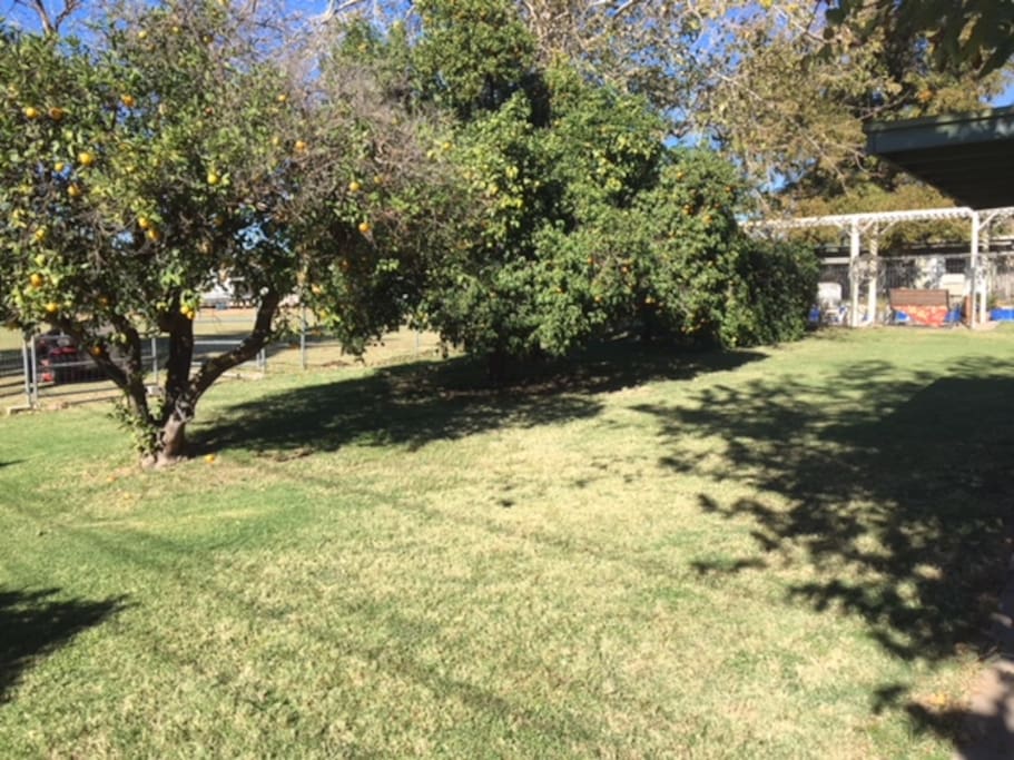 Large Fruit Trees In Back