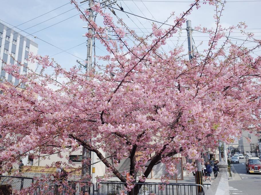 一颗独秀早开花的河津樱 京都旅游攻略 尽在airbnb爱彼迎