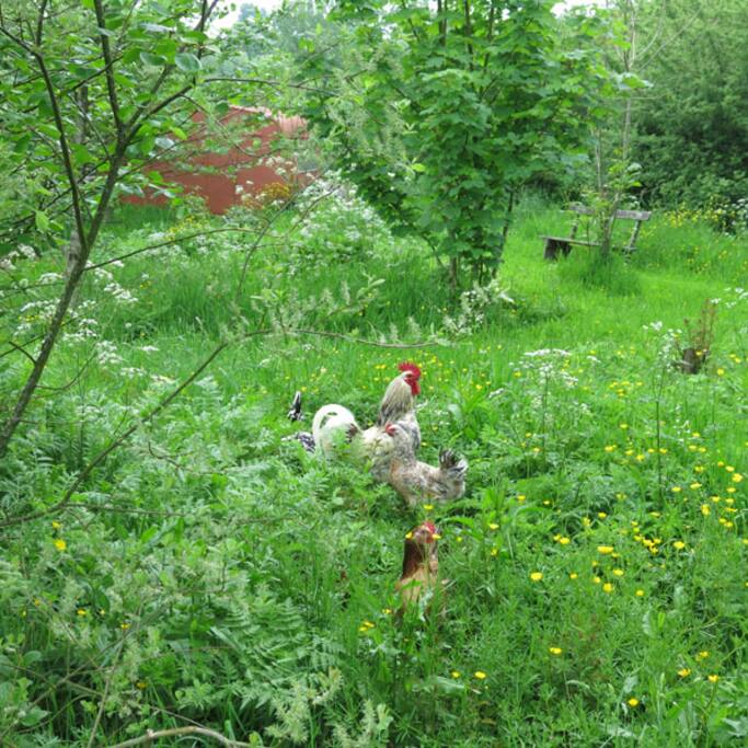 Nos amies les poules et leur coq...