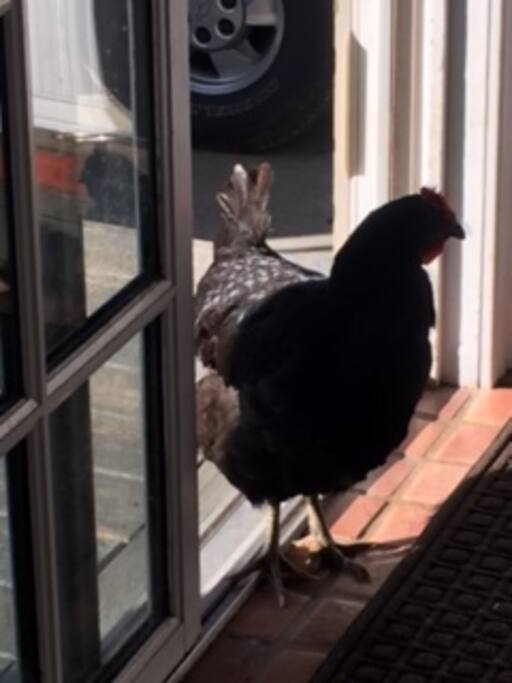 Big Blackie, one of our chickens, saying hello.