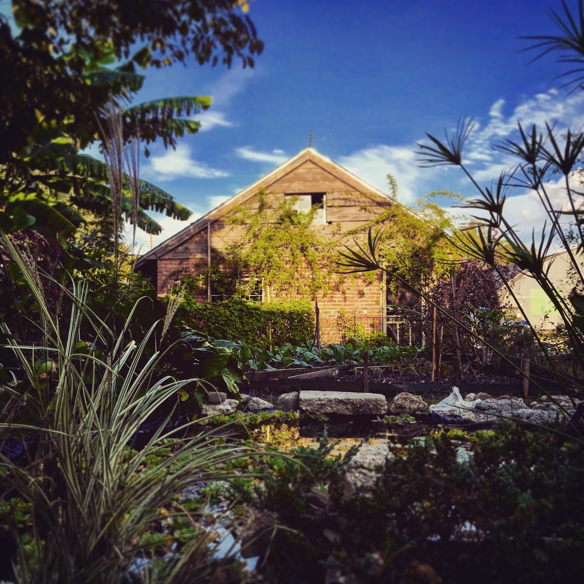 A rustic wooden building is seen framed by lush greenery and vibrant plants. The garden area in the foreground showcases various types of foliage, with a small pond reflecting the blue sky and scattered clouds above. Sunlight illuminates the serene landscape.