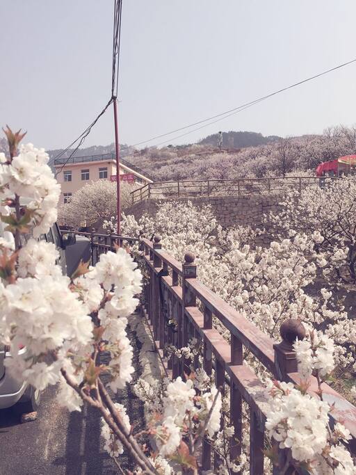 五月樱桃任您吃 All-you-can-eat cherry in May