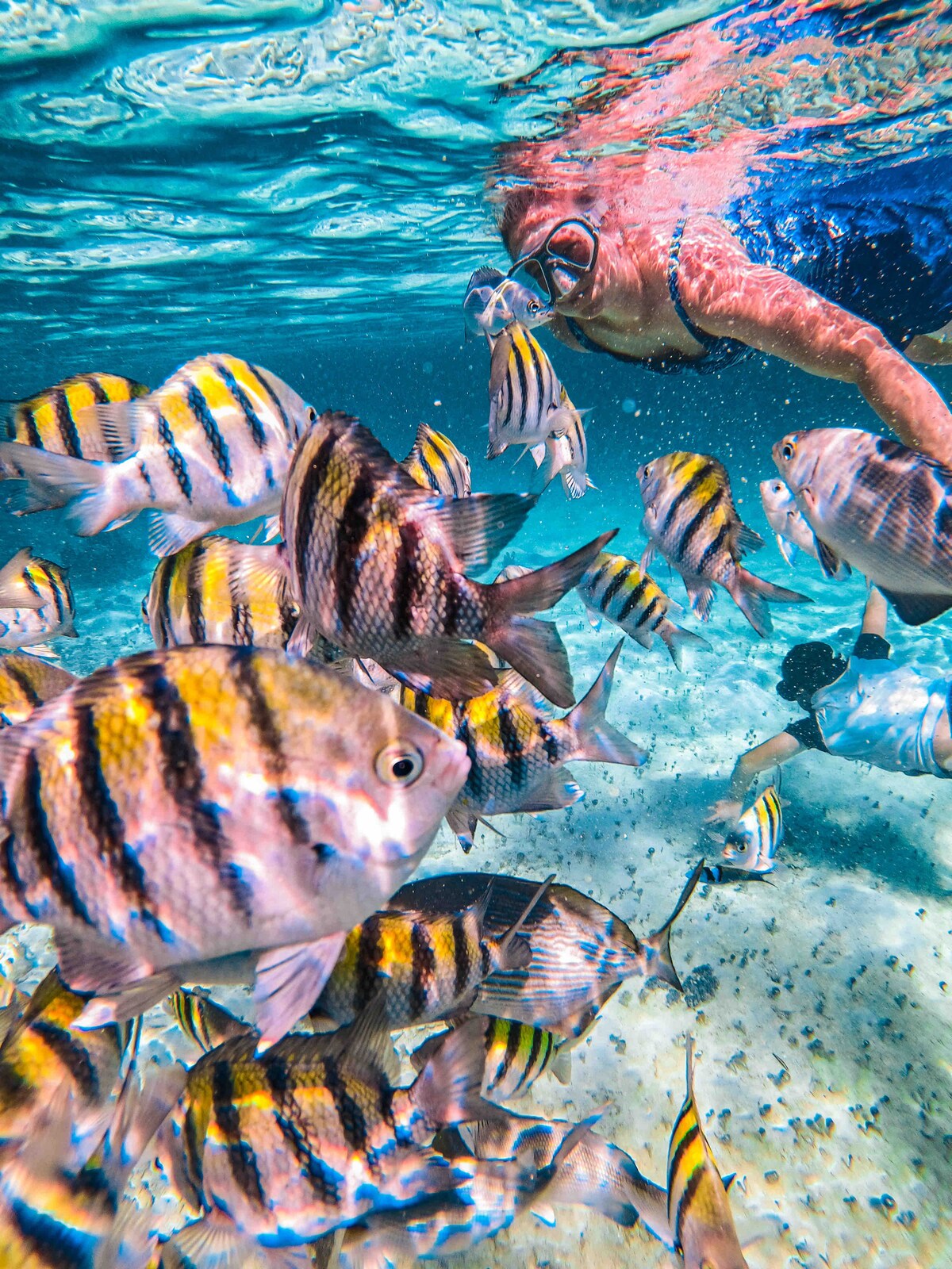 An underwater scene shows a person swimming among a school of colorful fish. The fish, featuring distinctive black and yellow stripes, move gracefully in clear waters, while sunlight filters down from the surface. The sandy ocean floor is visible beneath them.