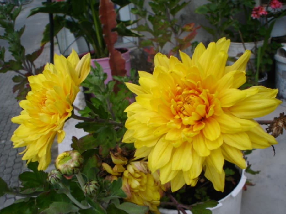 Flower 2