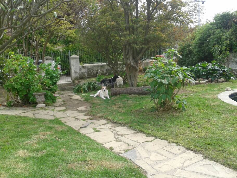 View of the garden from the patio