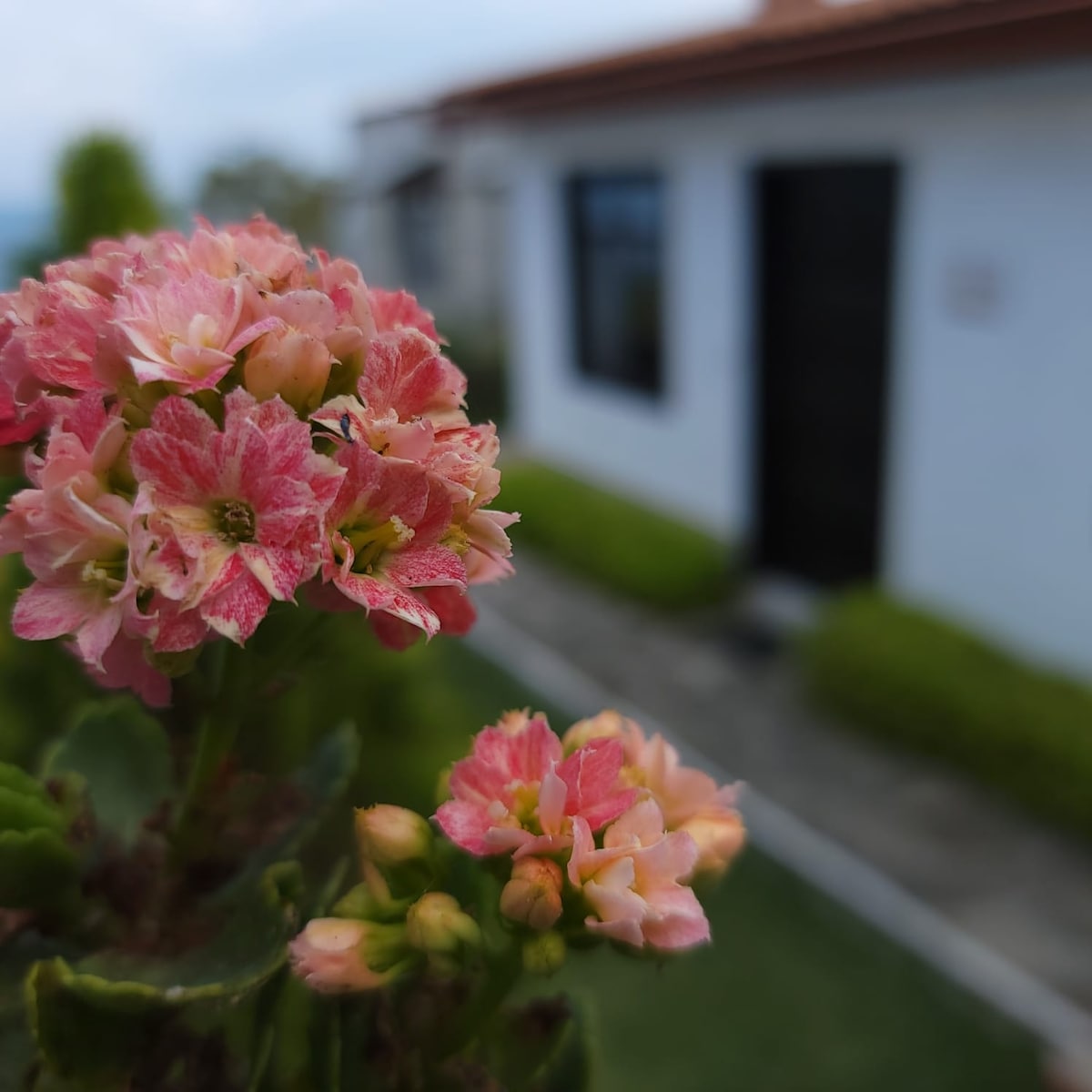 Delicate pink flowers are prominently displayed in the foreground, contrasting against a white building in the background. The structure features black windows and a simple door, with greenery framing the pathway leading to it.