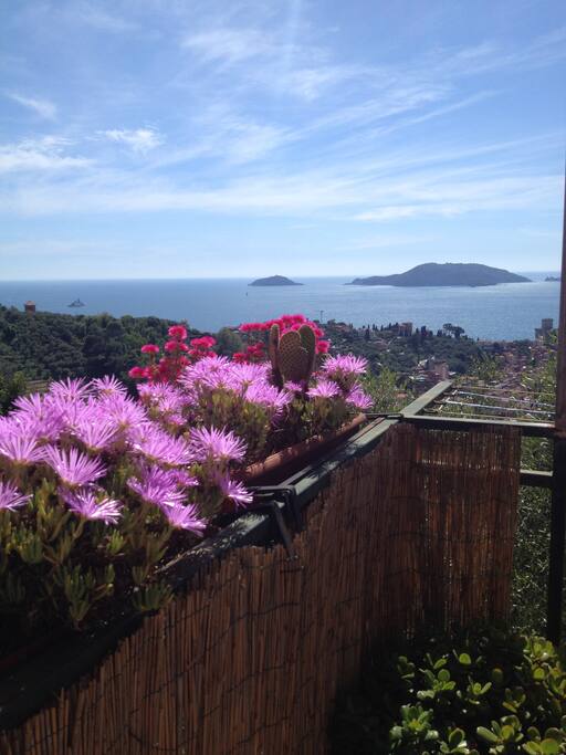 Flowers on the balcony